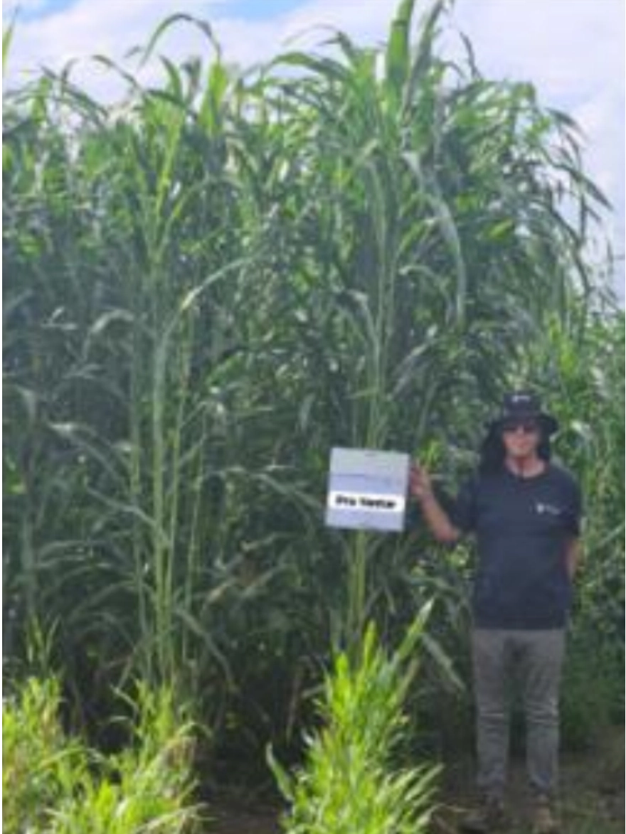 Sorgo PRO YANTAR No se pasa