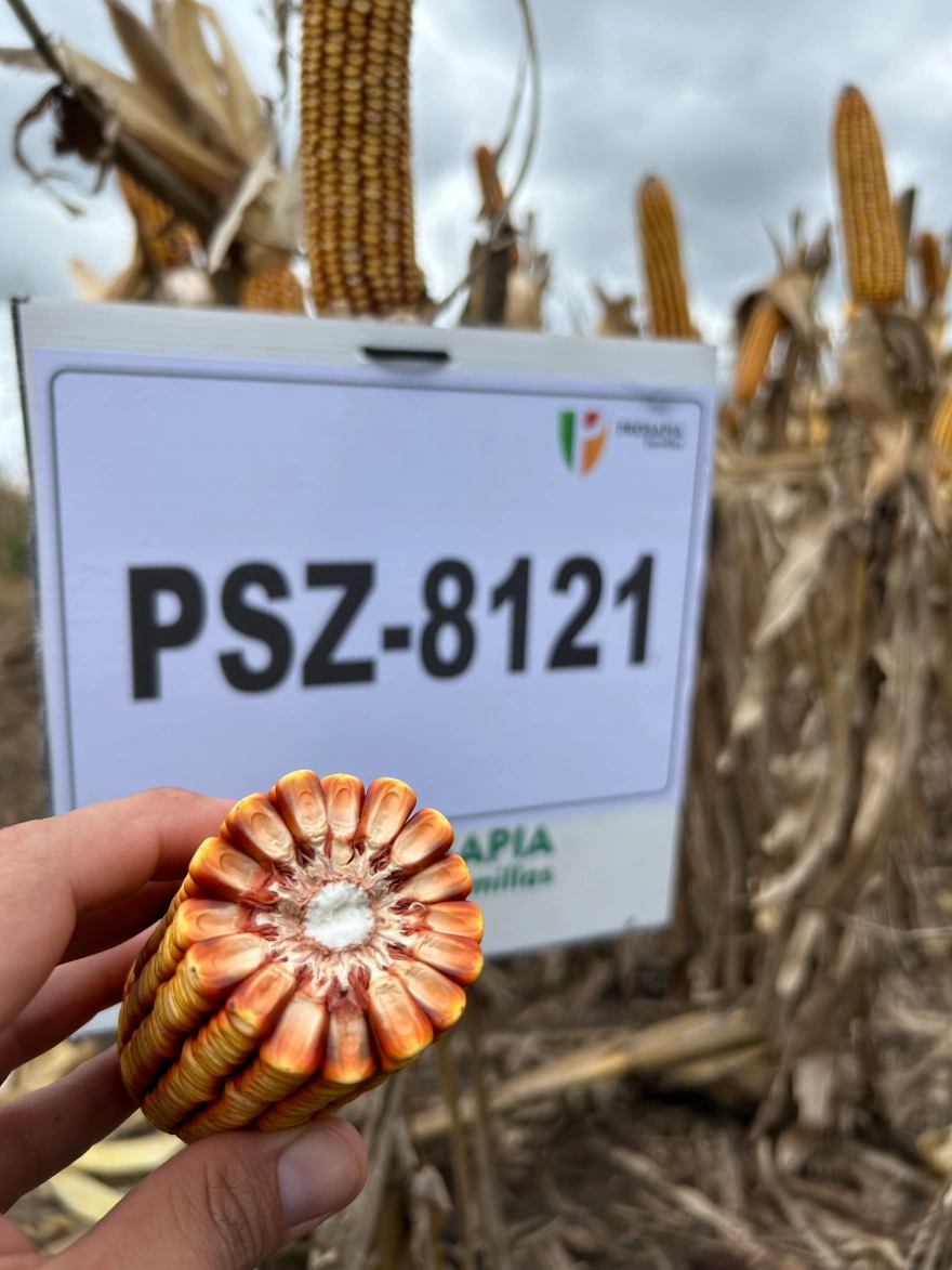 PSZ-8121 PIE