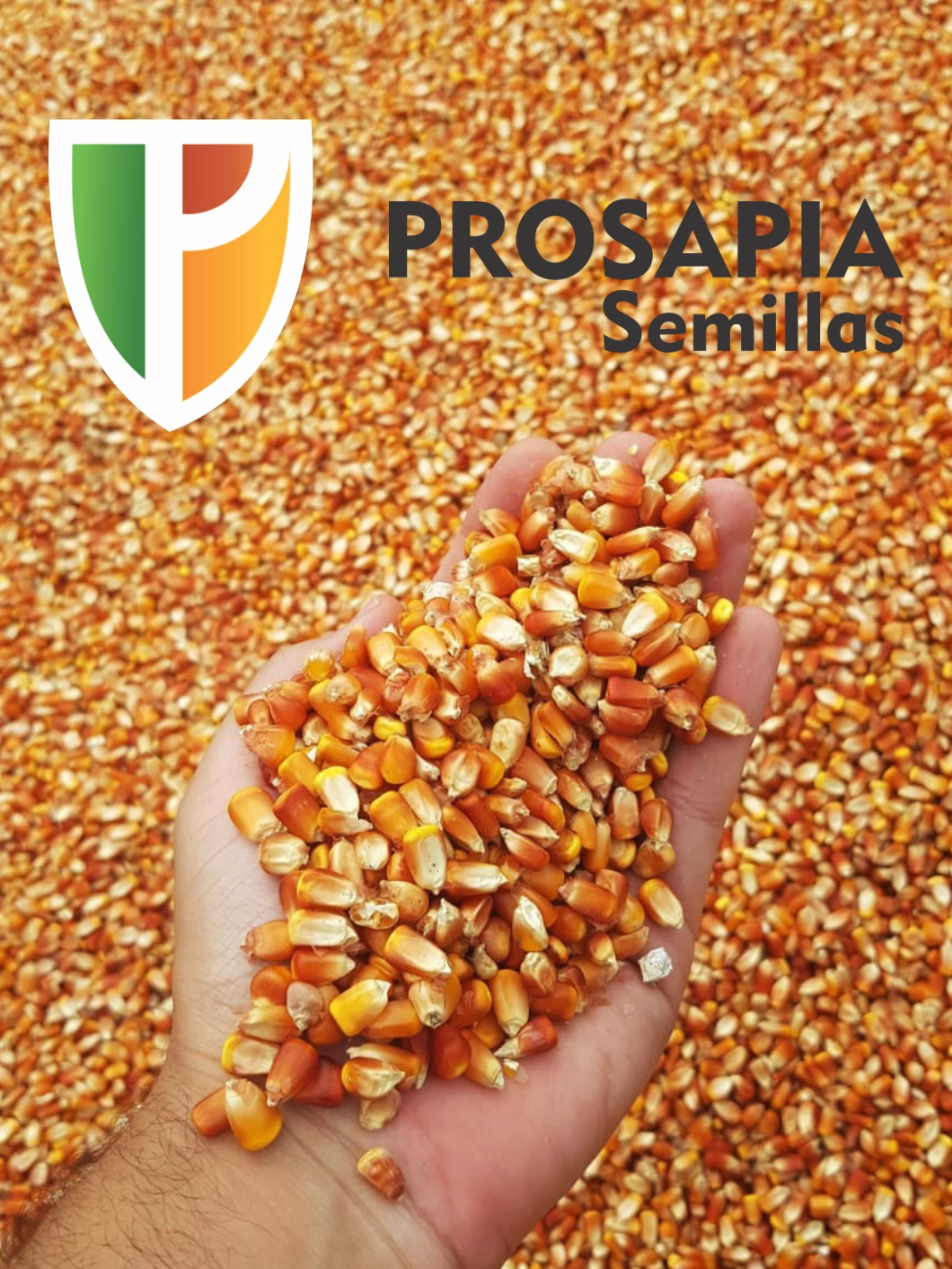 Prosapia - Historia - La familia Pizzio fundó esta empresa en 2016. En semillas ofrecemos genética propia de alto rendimiento